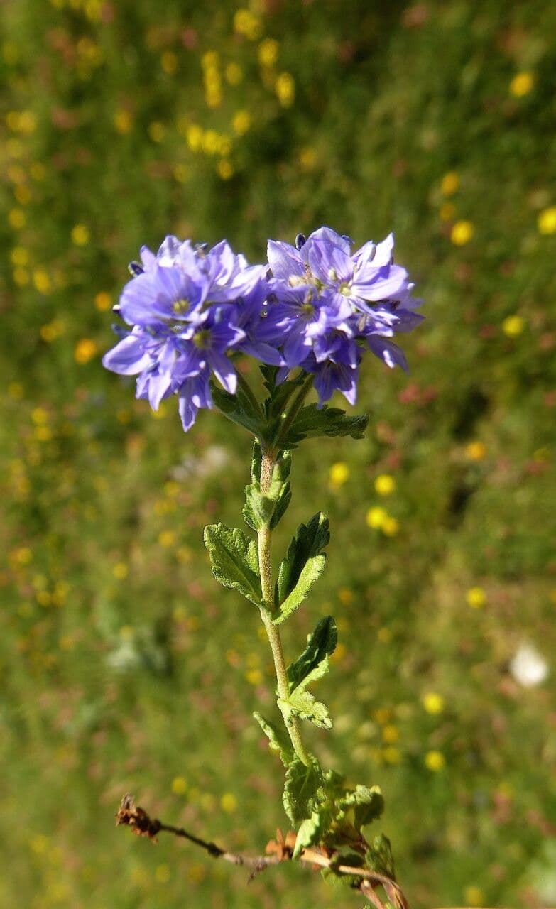Veronica austriaca 25