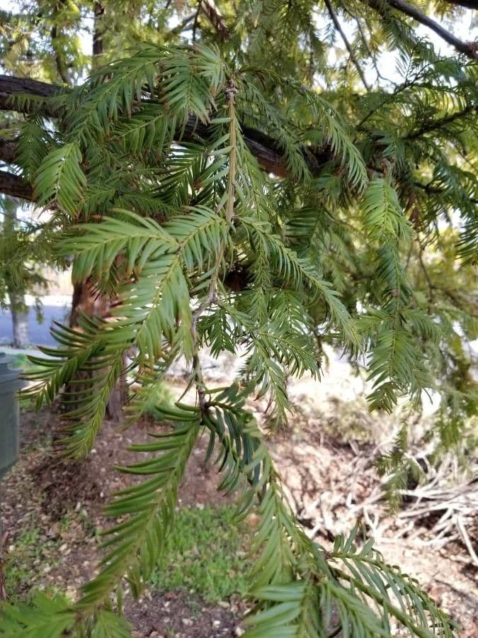Sequoia sempreverde 16
