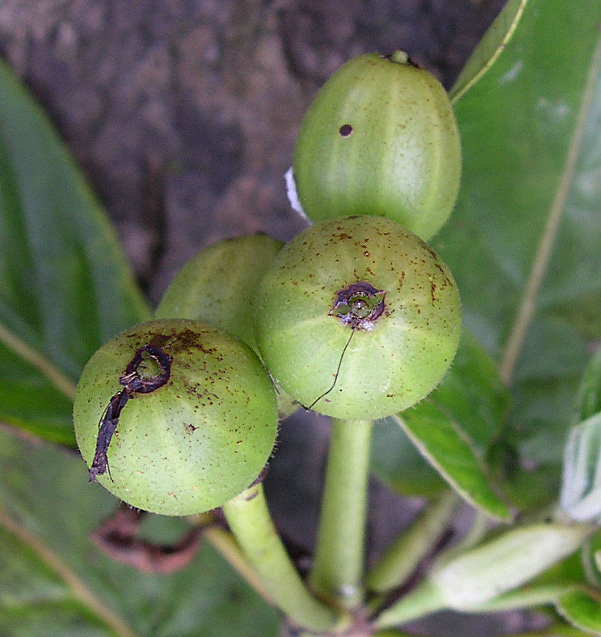 Psychotria