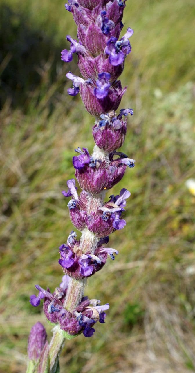 Nepeta tuberosa 3