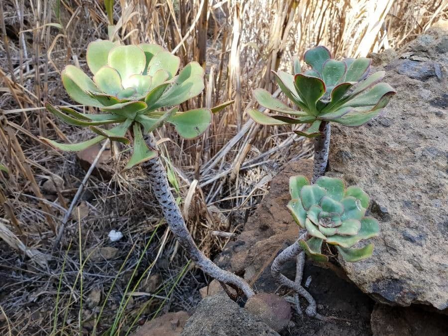 Aeonium 15