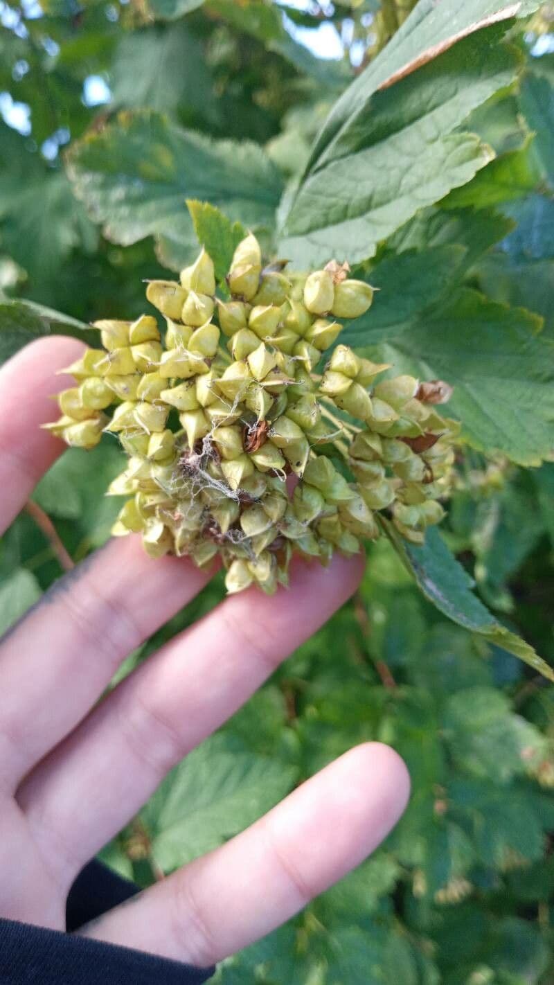 Potočnice strední 2