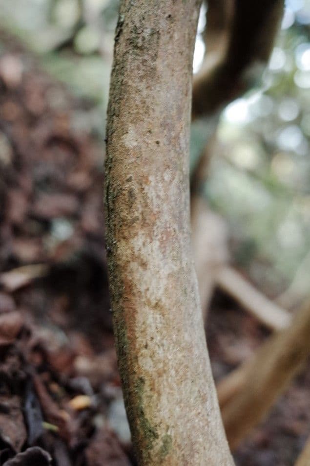 Azalea cinese 20
