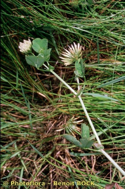 Trifoglio 13