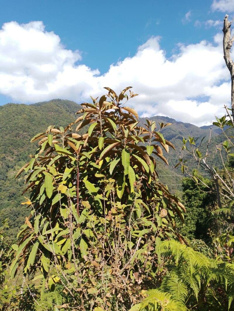 Saurauia 15