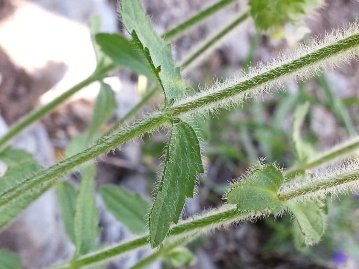 Sideritis hirsuta 21