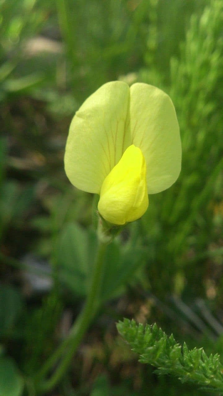 Spargelklee 10