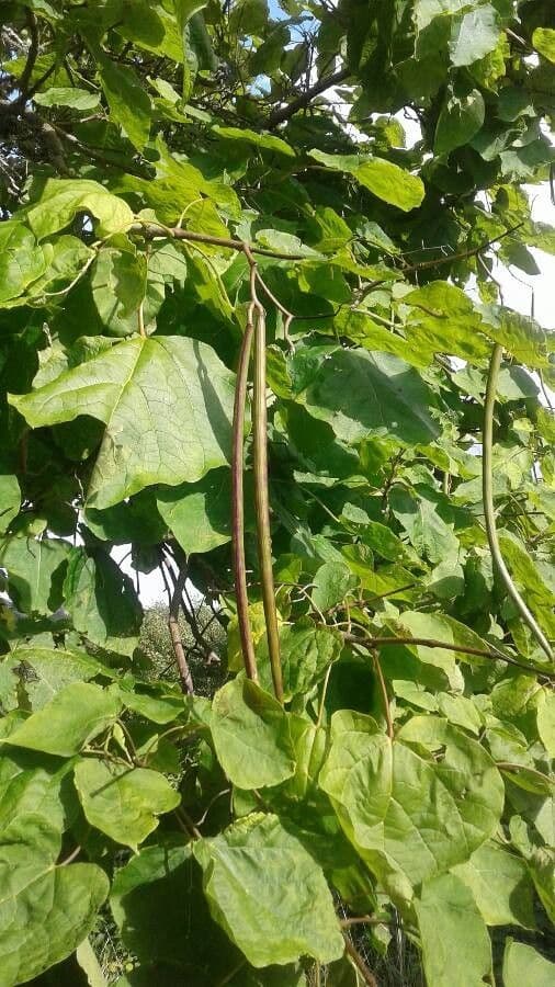 Catalpa comune 4