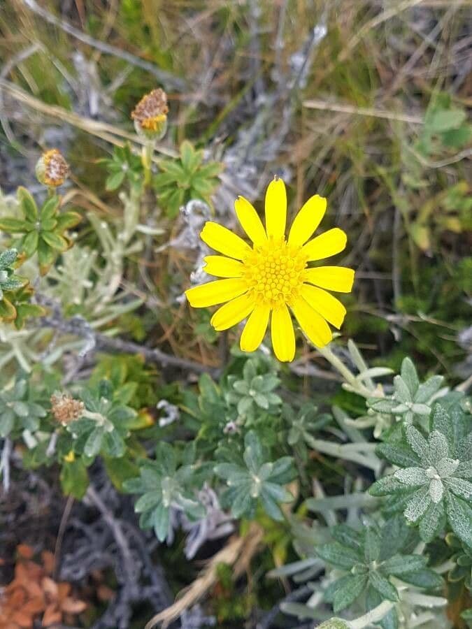 Senecio 2