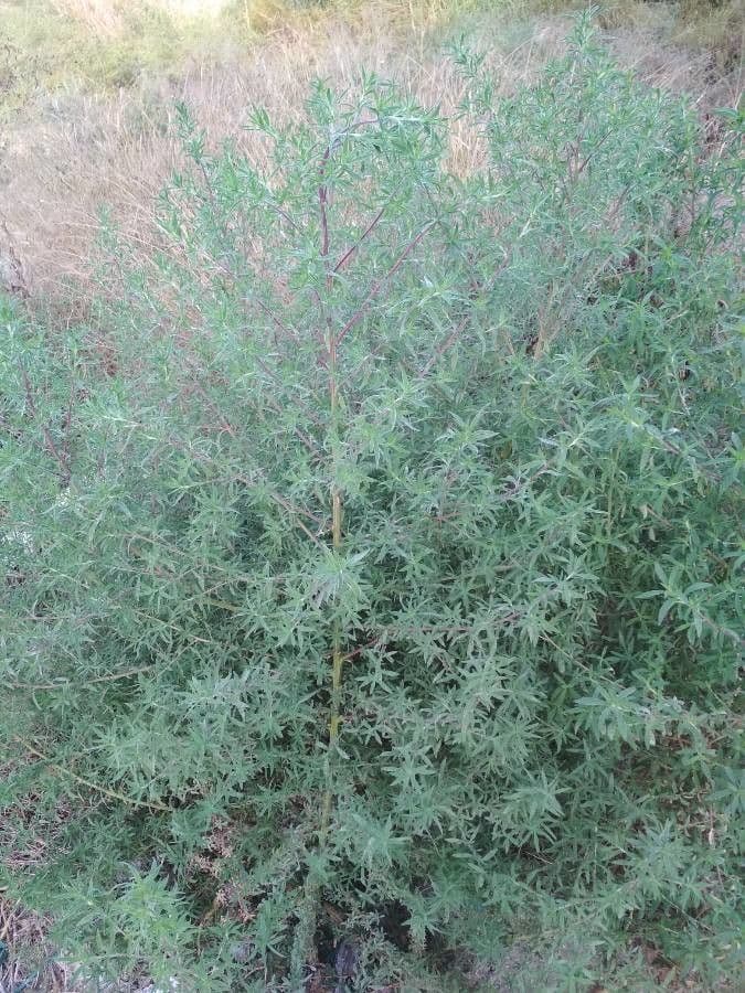 Baum-Lupine 12