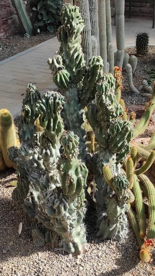 Cactus seto 5