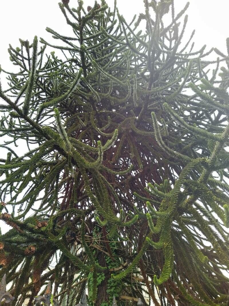 Aracauaria 29