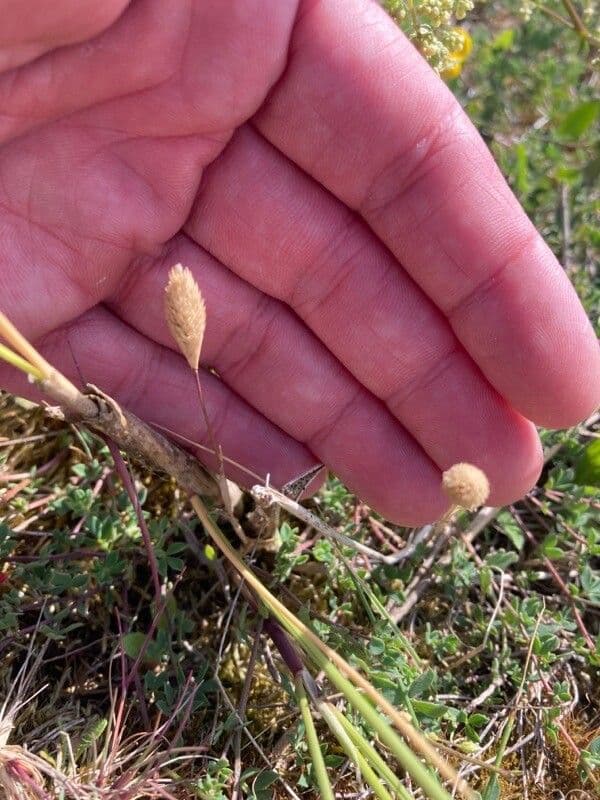 Codolina delle spiagge 9