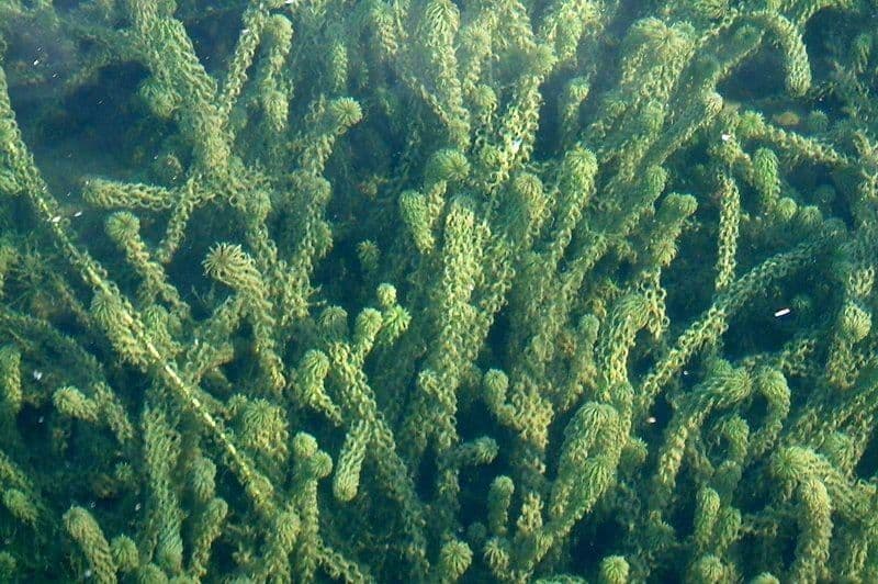 Elodea de Canadá 10