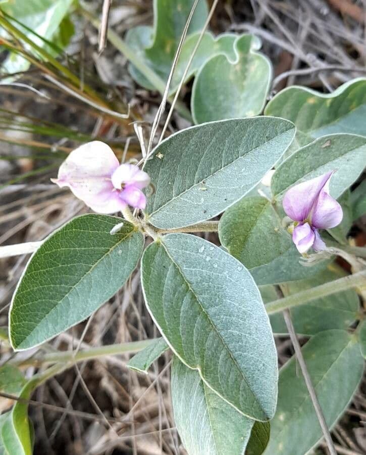 Cologania messicana 5