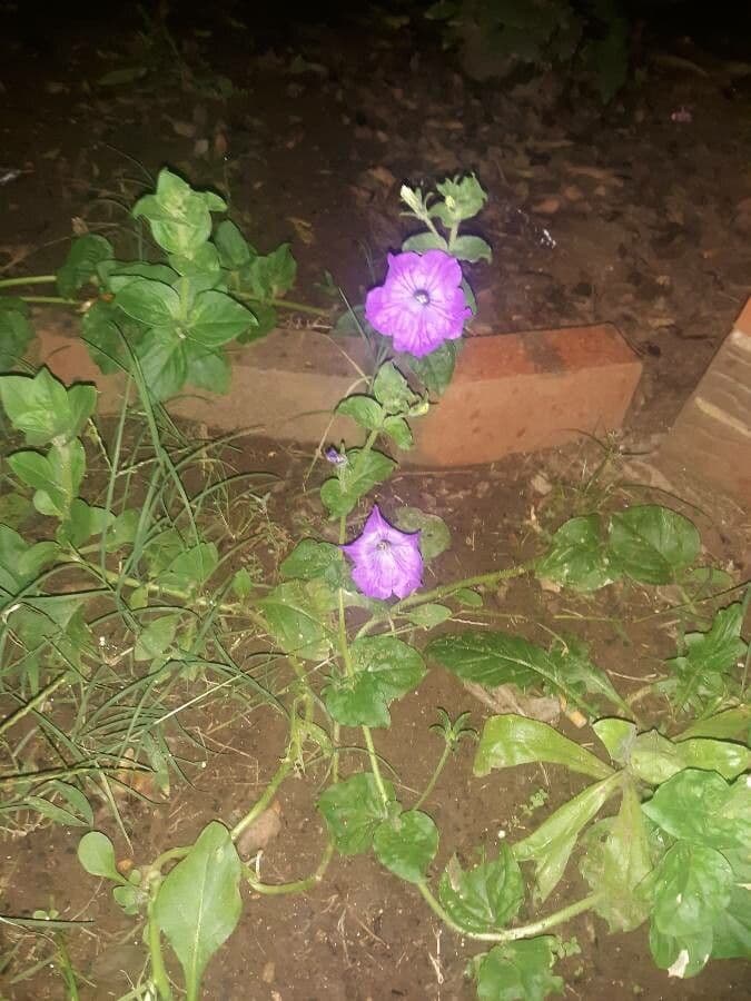 Ruellia nudiflora 7