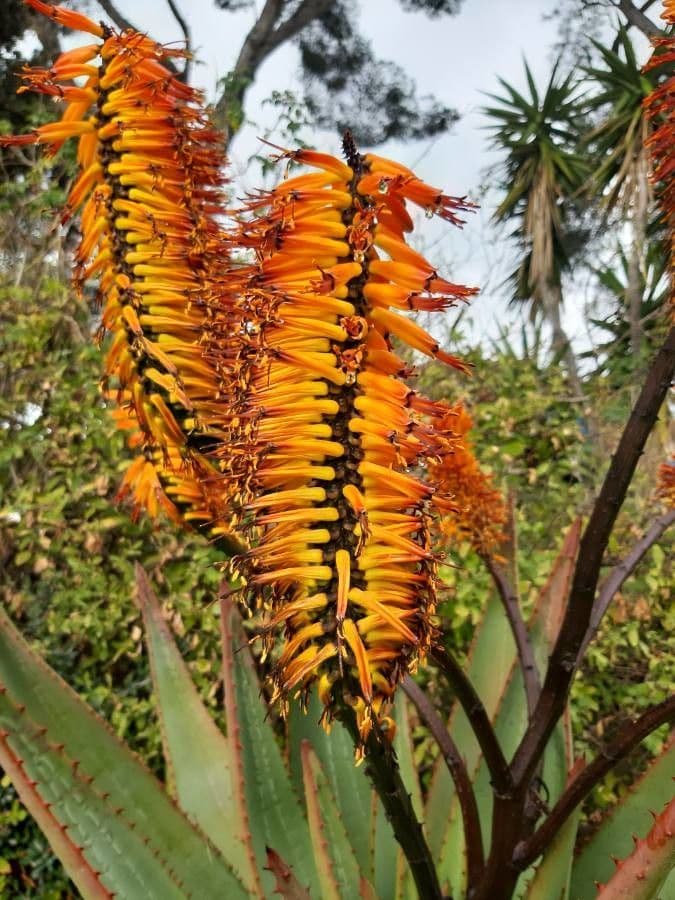 Transvaal-Aloe 4