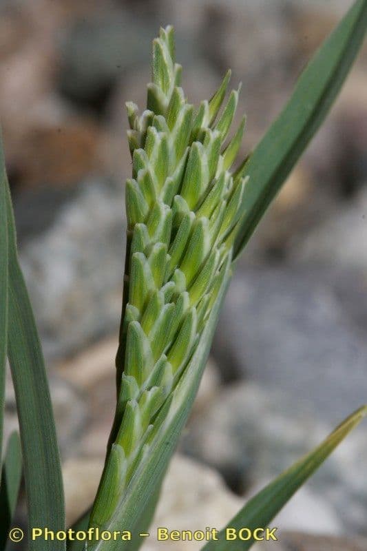 Sclerochloa 2