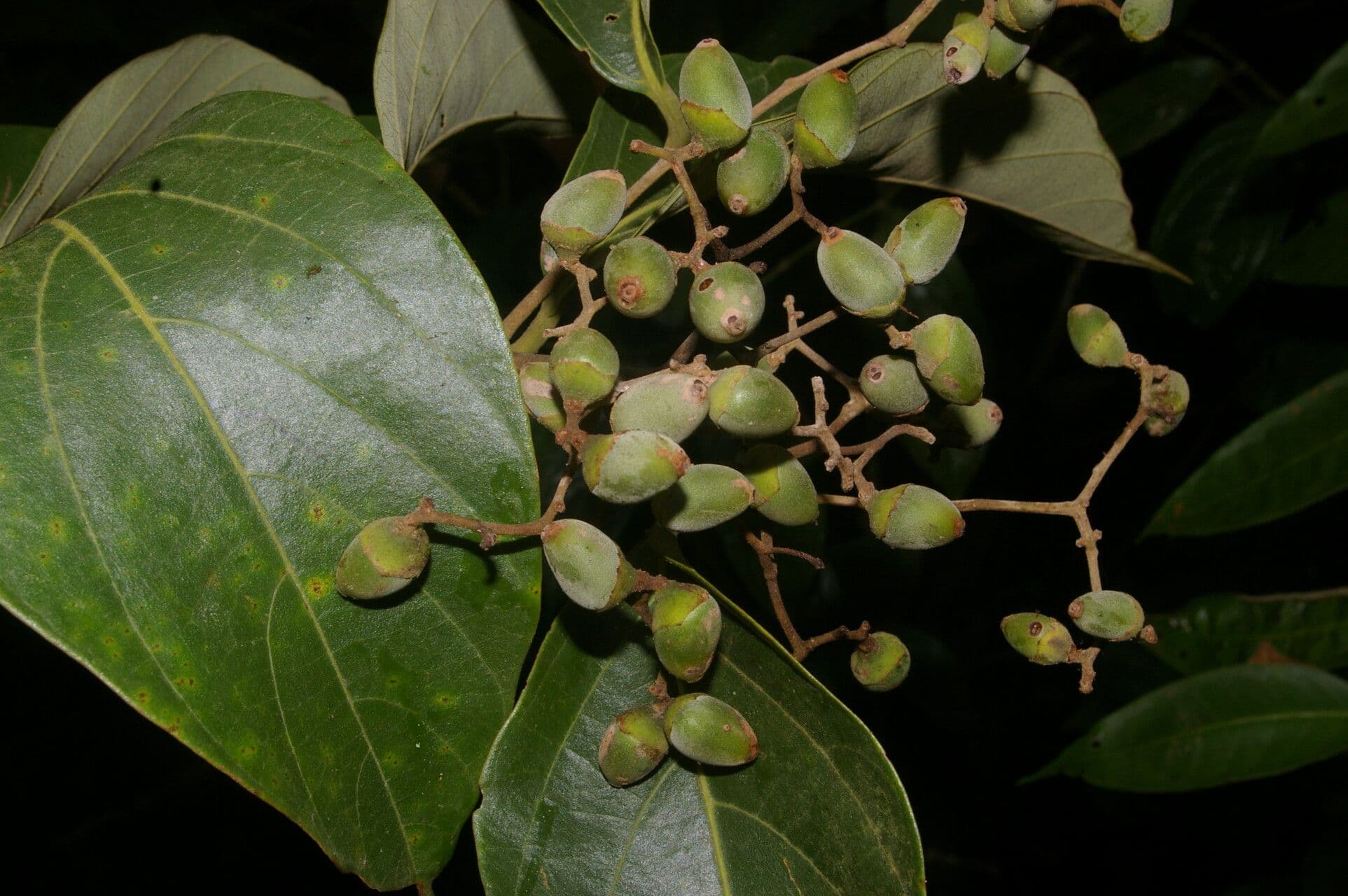 Cordia 2