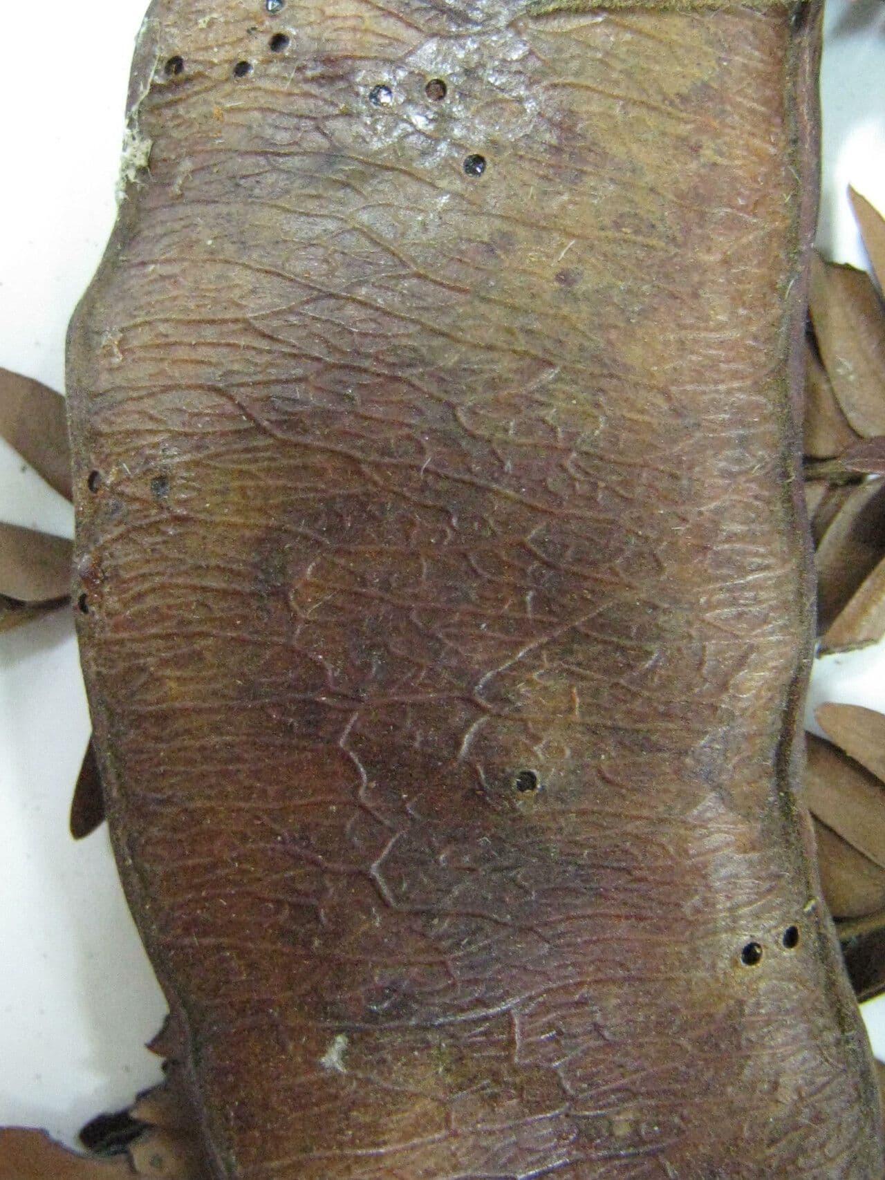 Macrosamanea puberulenta