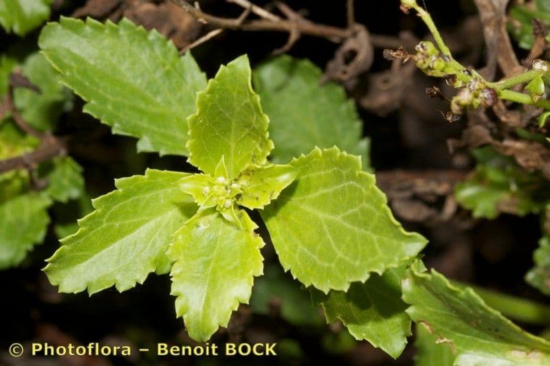 Scrophularia arbustiva 18