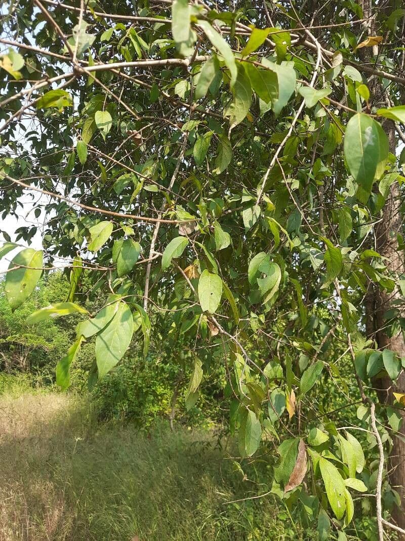 Diospyros 4