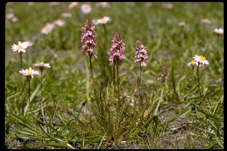 Pedicularis 10