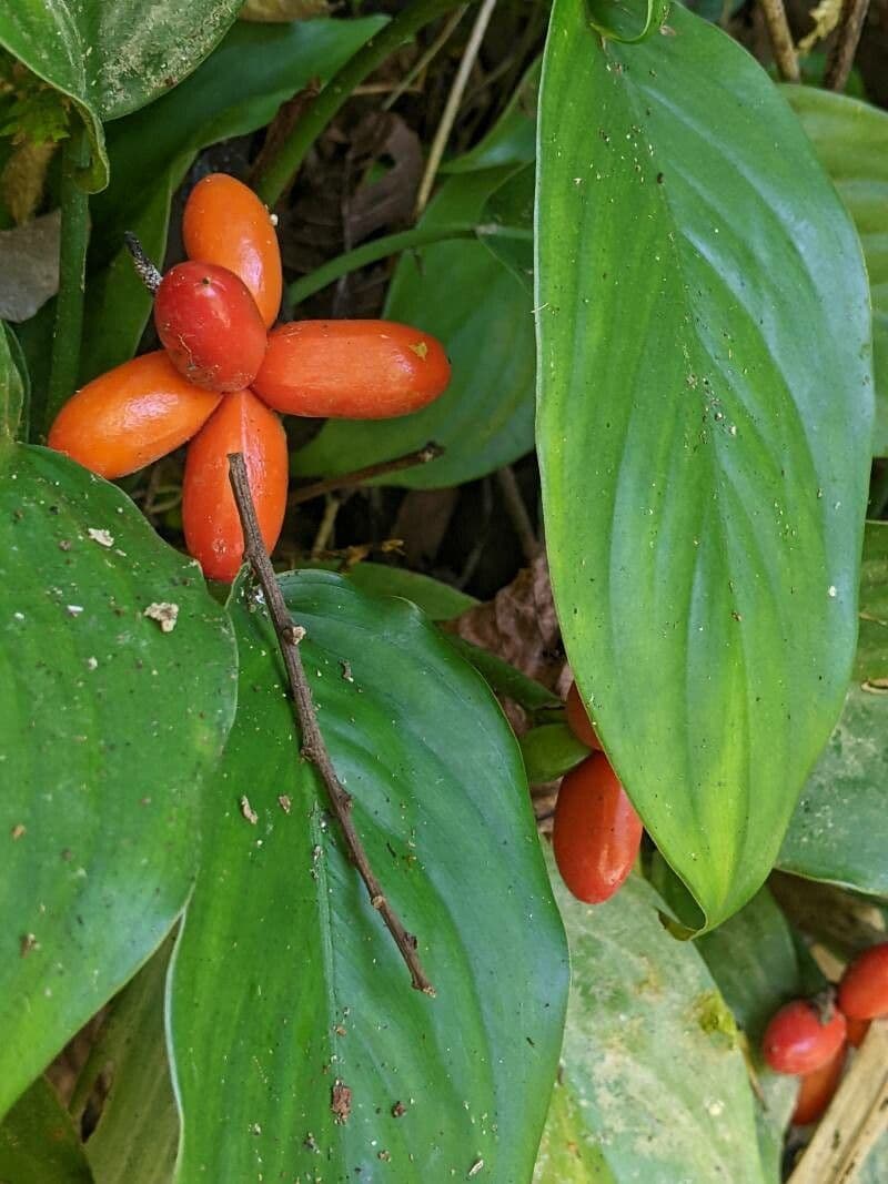 Aglaonema