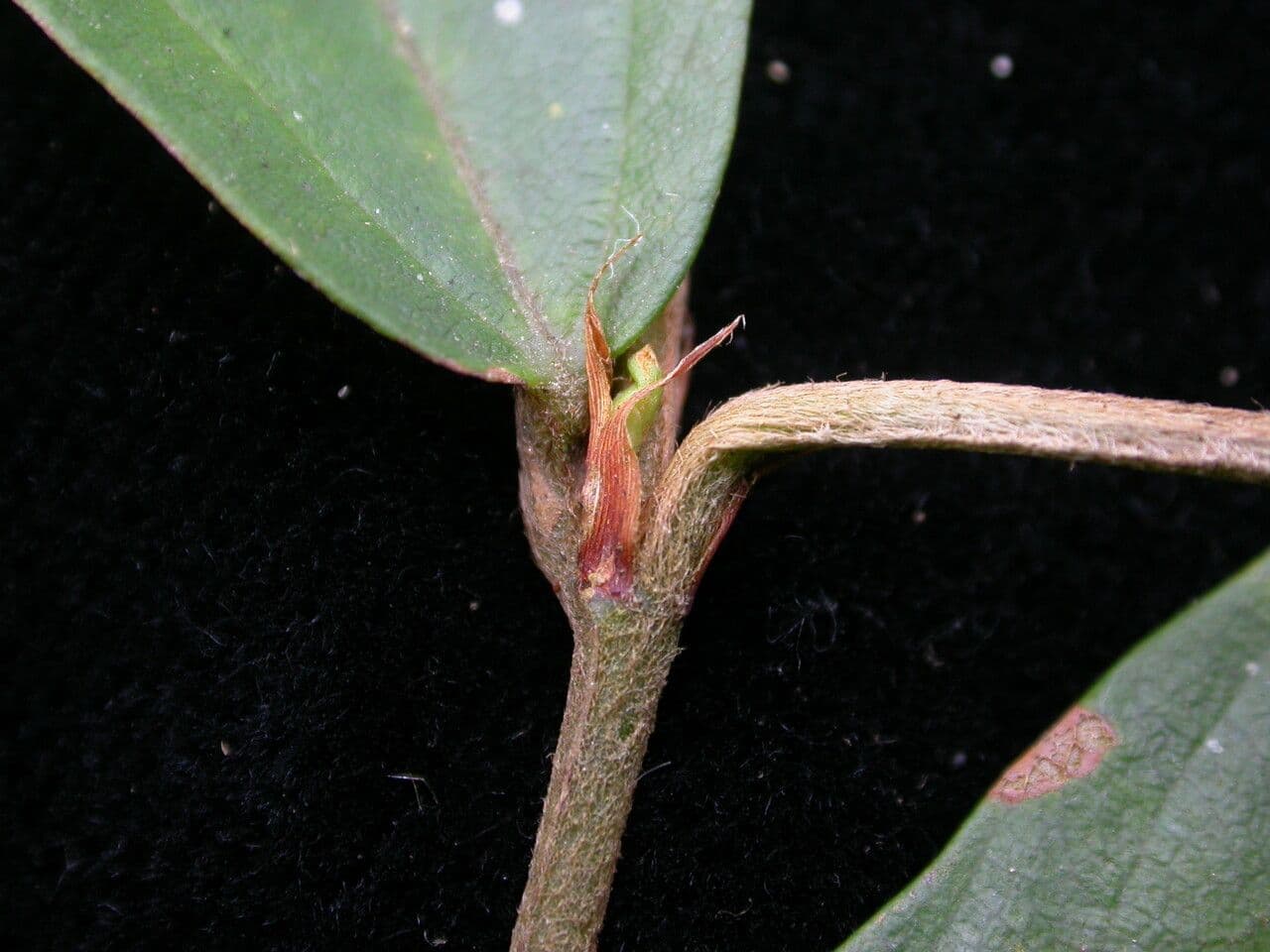 Flemingia strobilifera 21