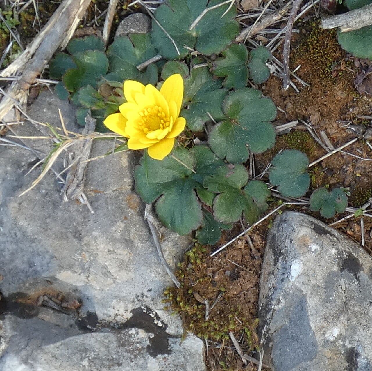 Anemone palmata 15