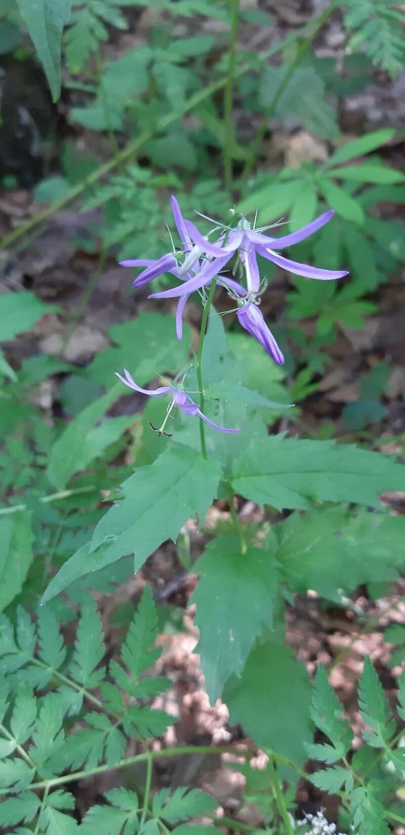 Campanula 3