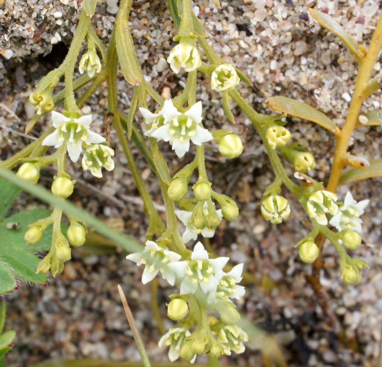 Bastard toadflax 8