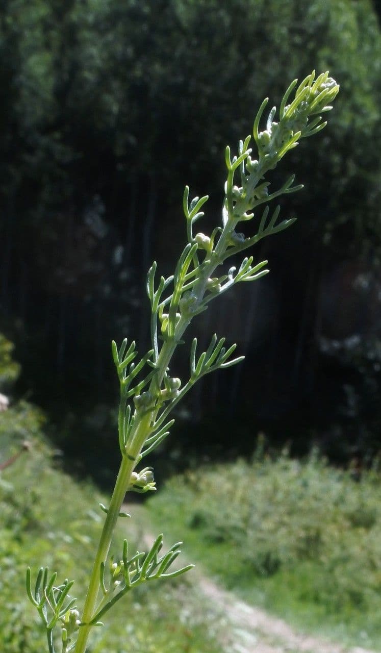 Weiße Artemisia