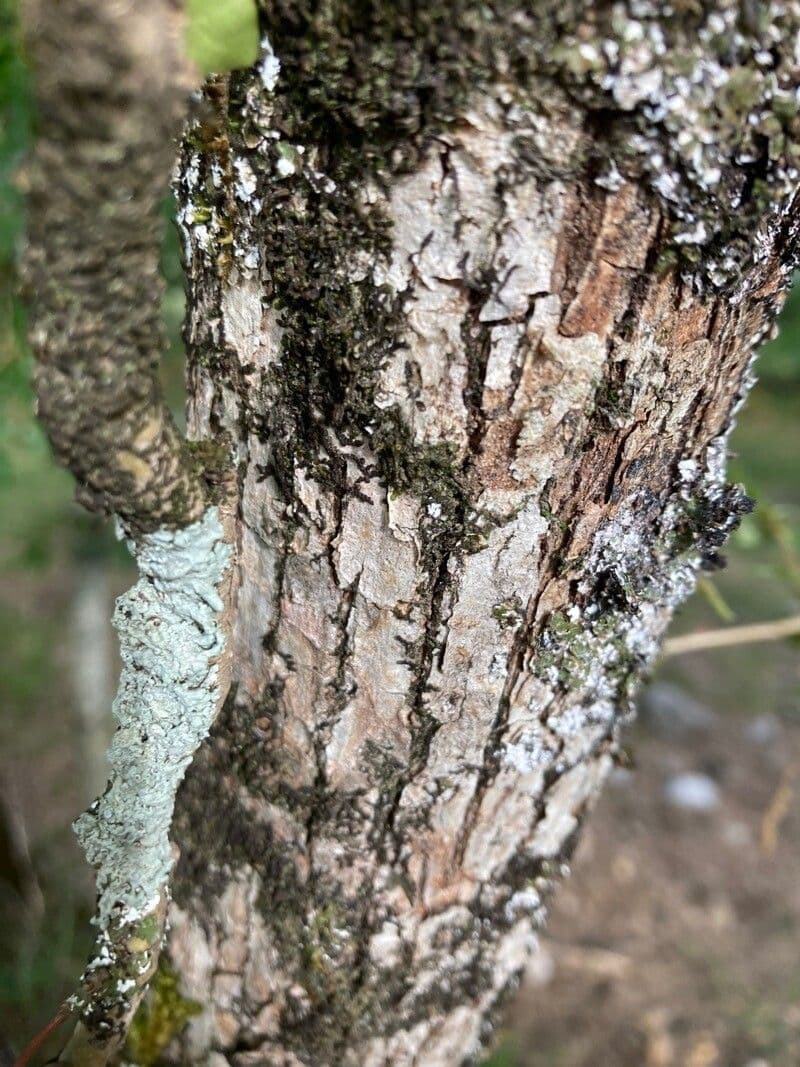 Quercia lusitanica 16