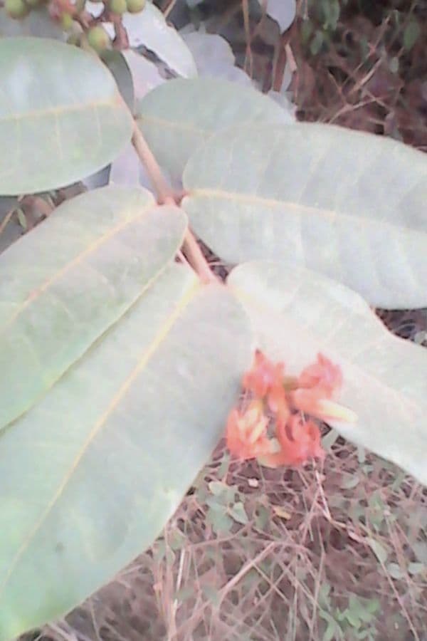 Landolphia heudelotii 5