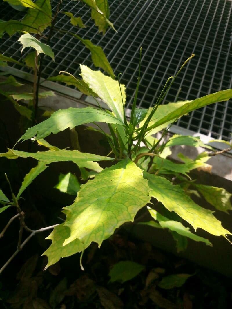 Dorstenia 3
