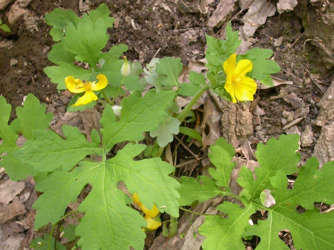 Schölkraut 13
