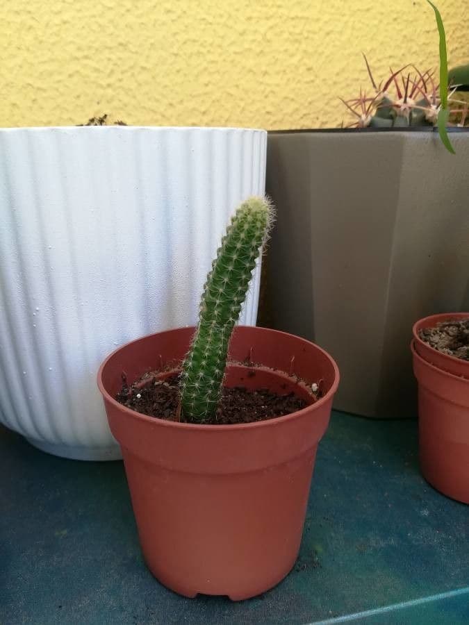 Dahlien-Igelkaktus 12