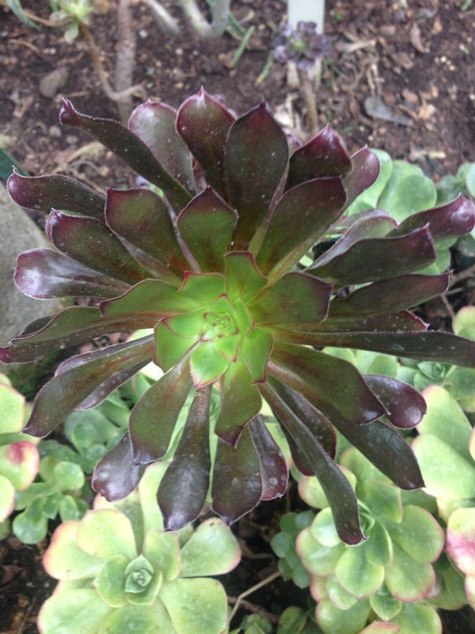 Aeonium 13