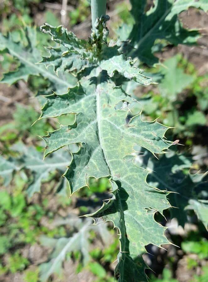 Argemone 13
