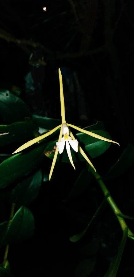 Orchidée nocturne 9