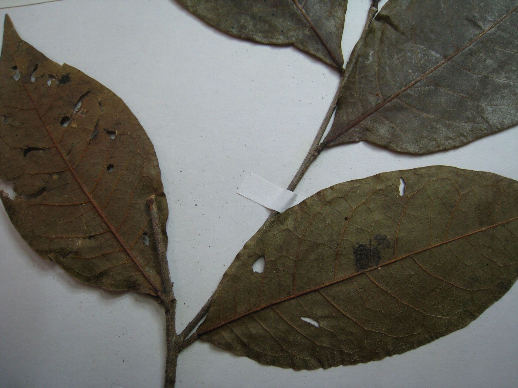 Hirtella 5