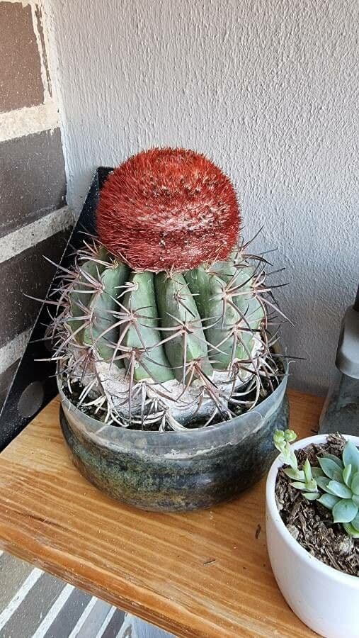 Melocactus nain 13