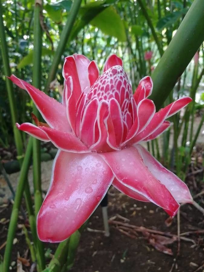 Fleur de cire philippine 10