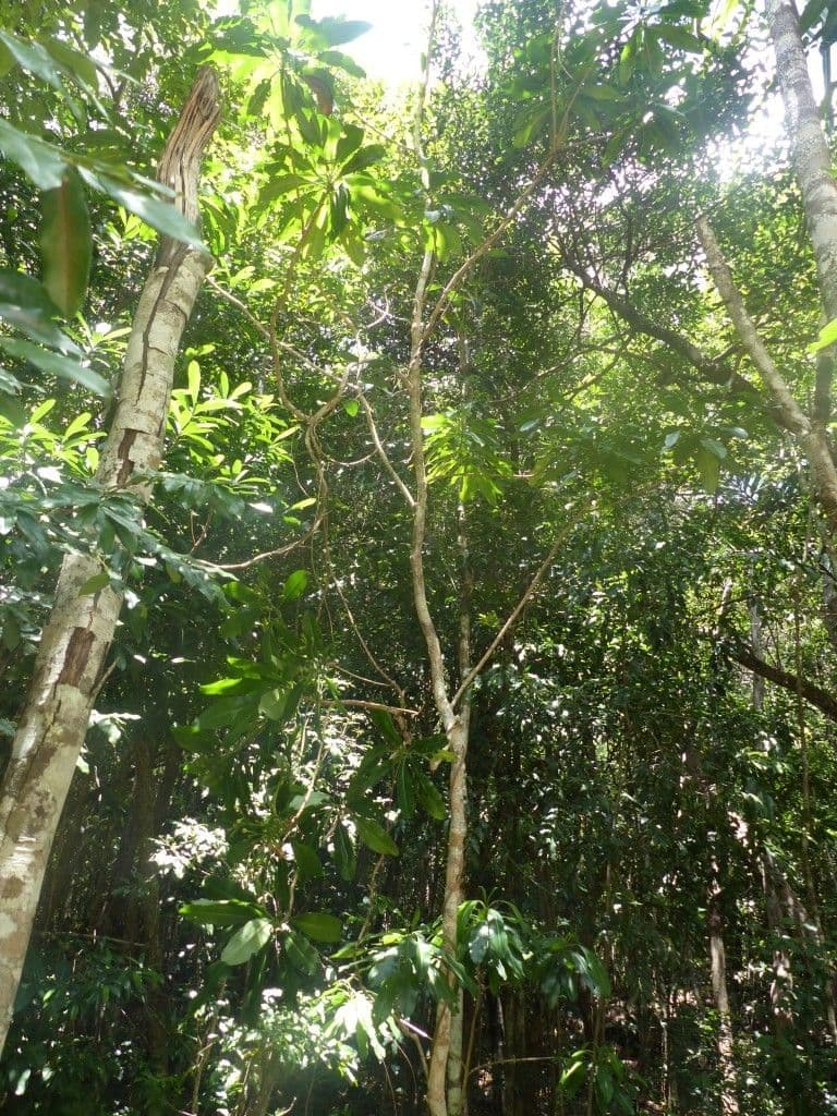 Thiollierea 10
