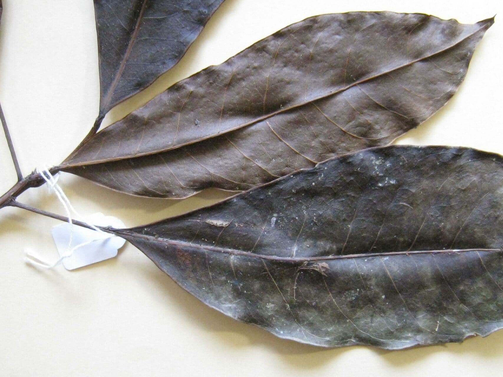 Dodecastigma 10