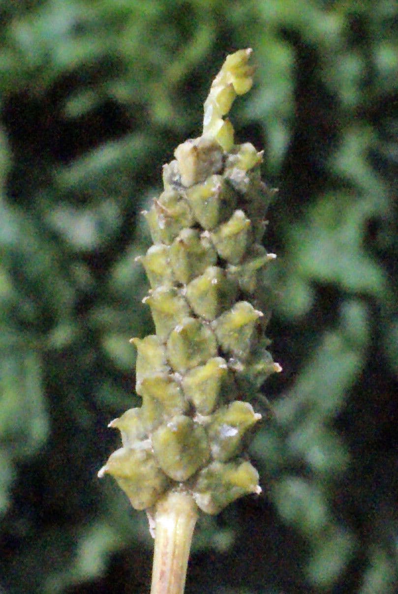 Adonis microcarpa 2