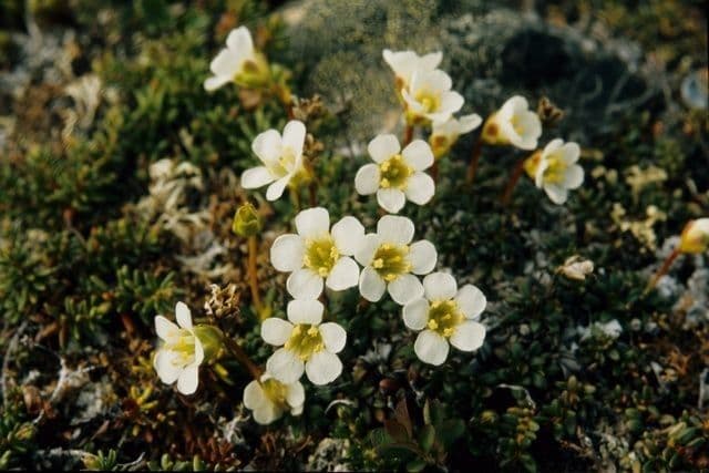 Diapensia lapponica 4