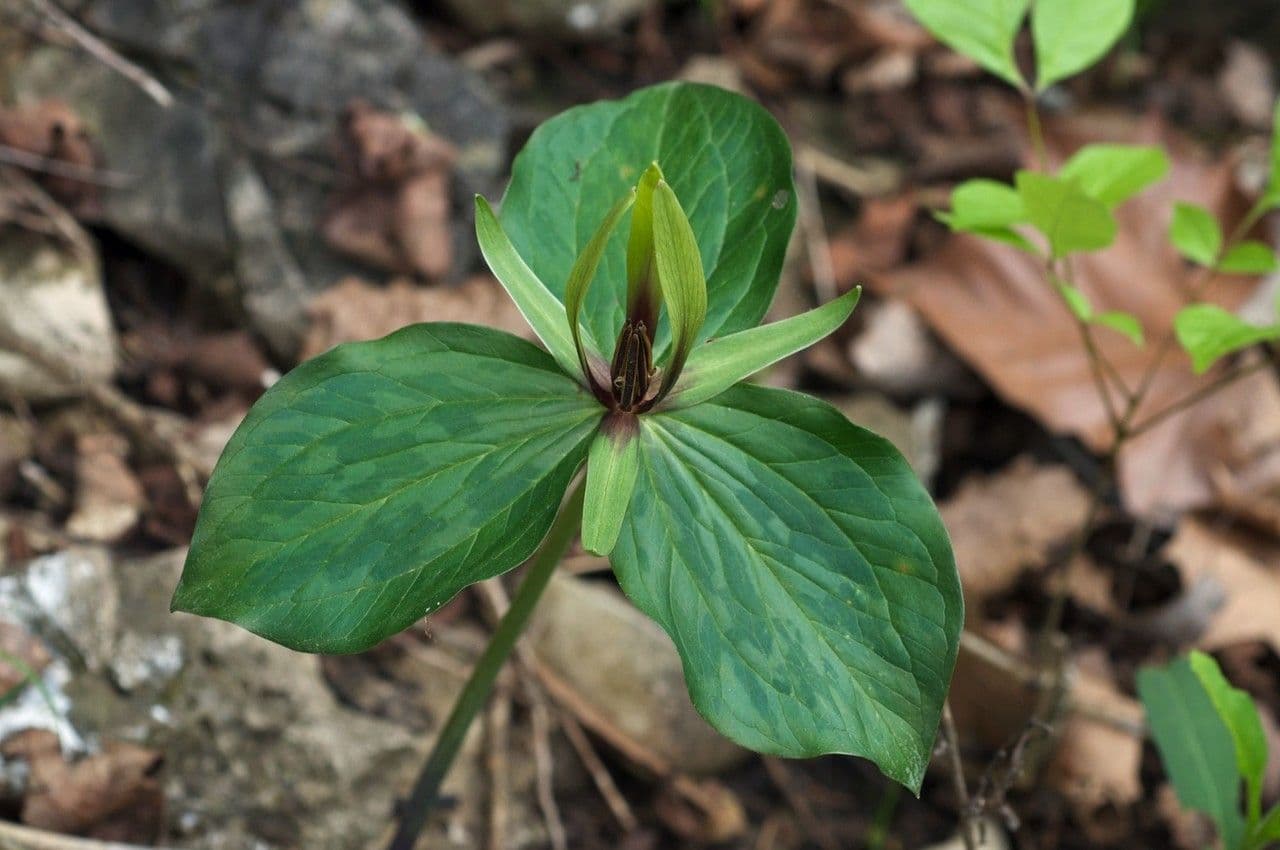 Trillio verde 3