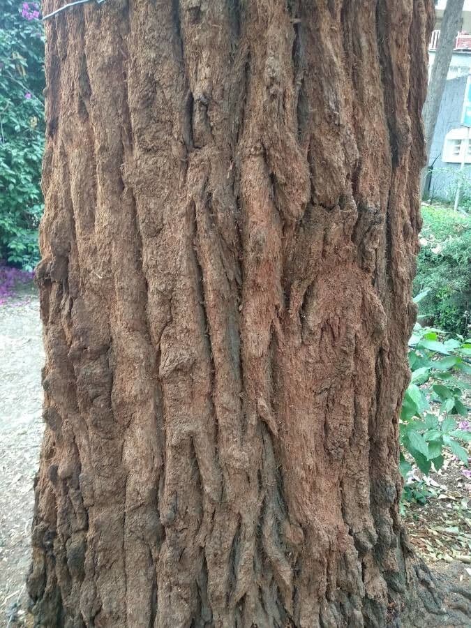 Eukalyptus vráskavý
